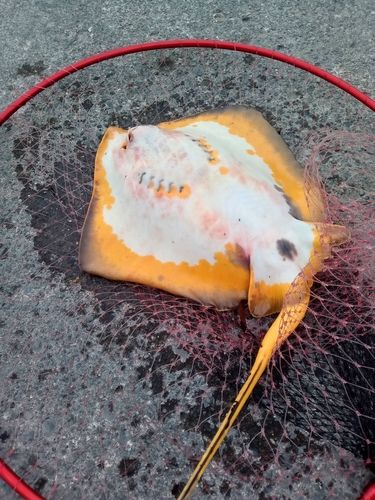 アカエイの釣果