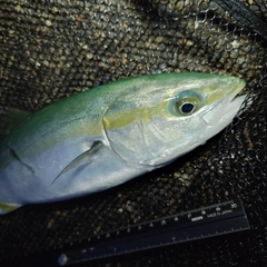 ツバイソの釣果