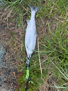 サクラマスの釣果