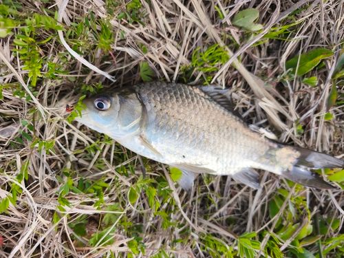 マブナの釣果