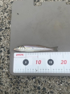 キスの釣果