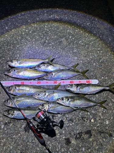 アジの釣果