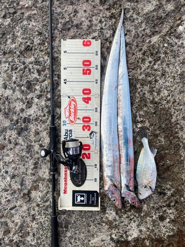 タチウオの釣果