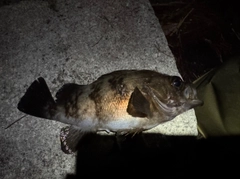 メバルの釣果