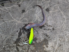 ワラスボ の釣果