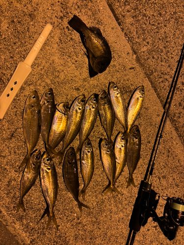 アジの釣果