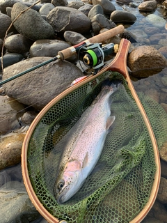 ニジマスの釣果