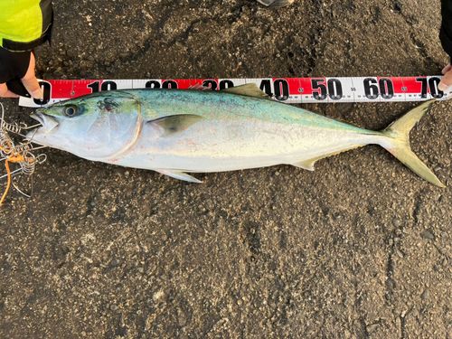 No Bite, No Fish さんの釣り人プロフィール - アングラーズ | 釣果600