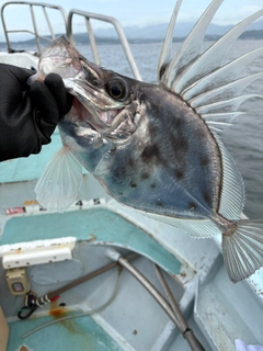 カガミダイの釣果