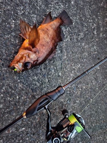 アカメバルの釣果