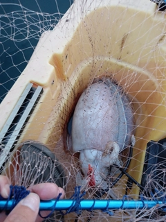 モンゴウイカの釣果
