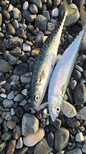 サバの釣果