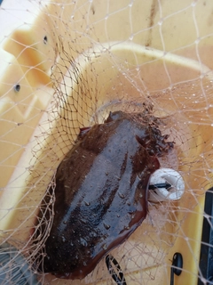 モンゴウイカの釣果