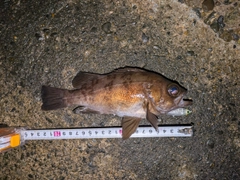 シロメバルの釣果