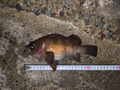 シロメバルの釣果