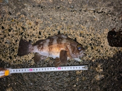 シロメバルの釣果