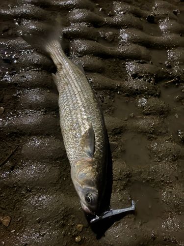 ボラの釣果