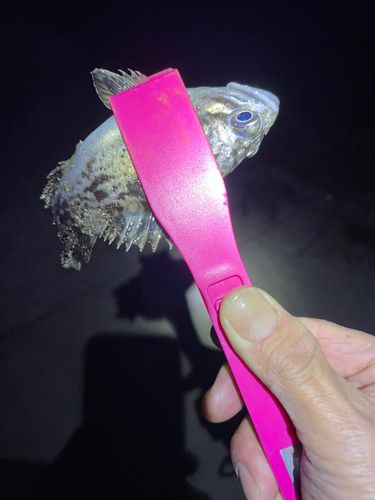 クロソイの釣果