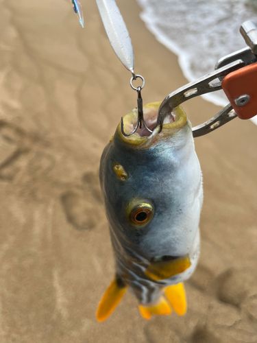 シマフグの釣果
