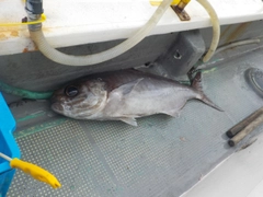 メダイの釣果