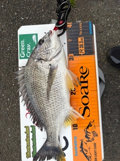 キビレの釣果