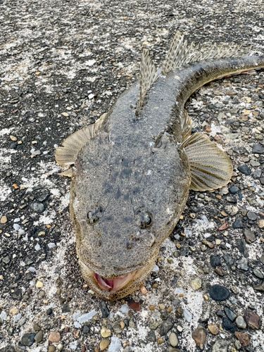 マゴチの釣果