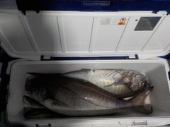 メダイの釣果