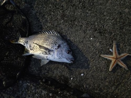 キビレの釣果