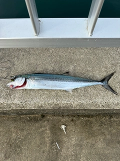 サゴシの釣果