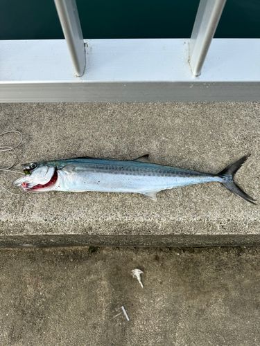 サゴシの釣果
