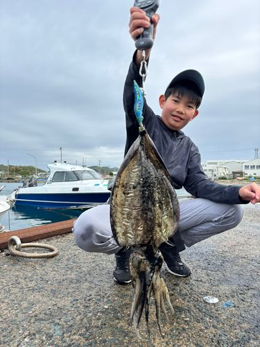 コウイカの釣果
