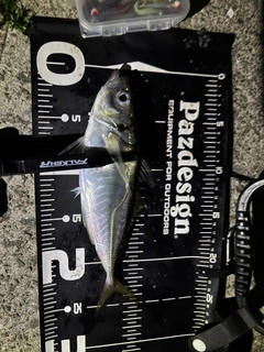 マアジの釣果