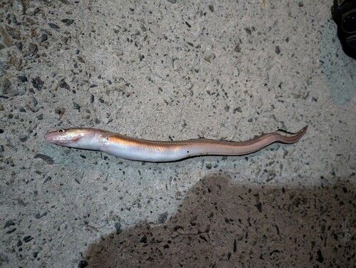 マアナゴの釣果