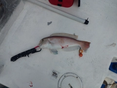 アマダイの釣果