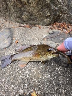 スモールマウスバスの釣果