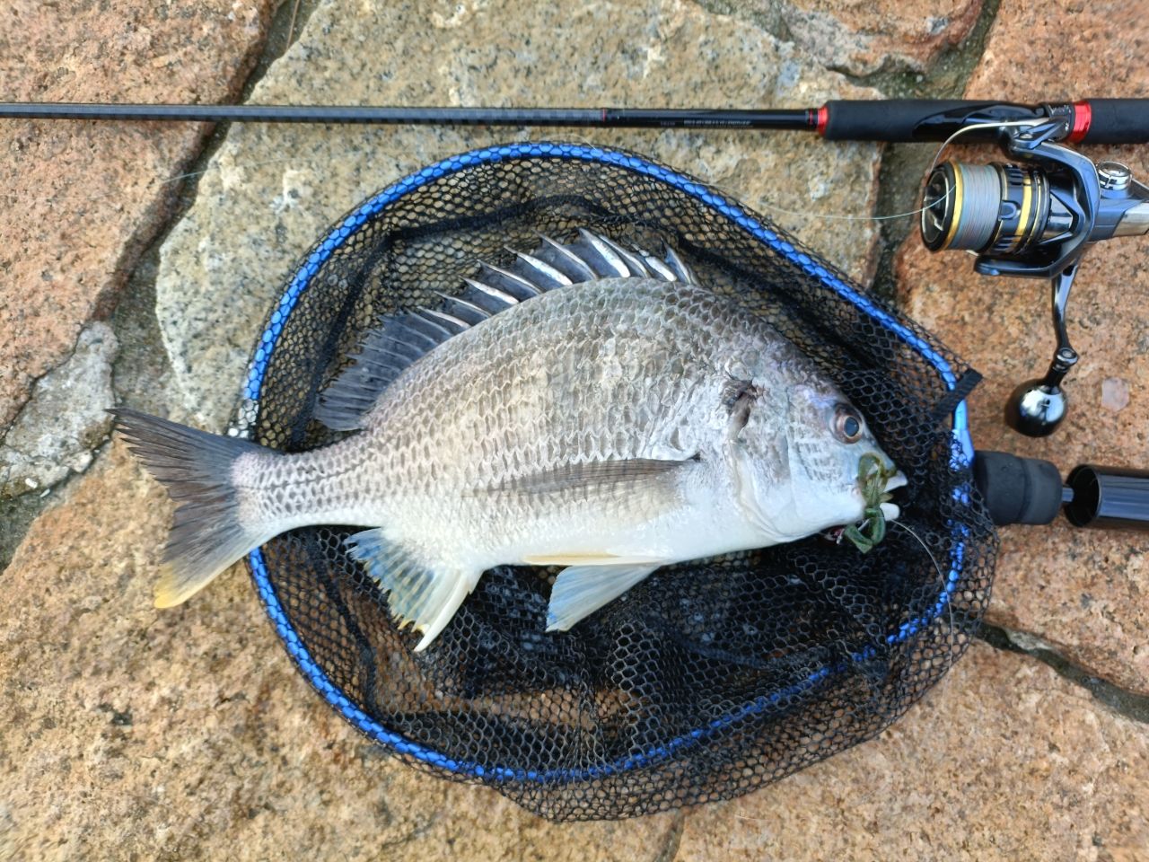 SHIMANO 18セフィア BB S80Mの最安値・インプレ・釣果 | 本音の口コミ