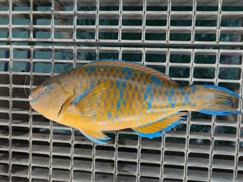 ヒブダイの釣果