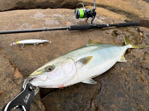 ヤズの釣果