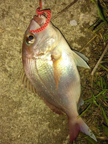 タイの釣果
