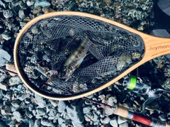 ヤマメの釣果