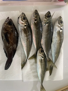 釣果