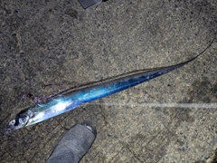 タチウオの釣果