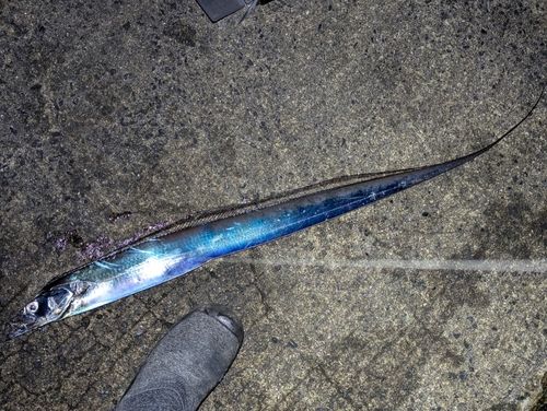 タチウオの釣果