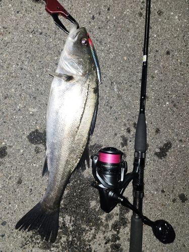 セイゴ（マルスズキ）の釣果