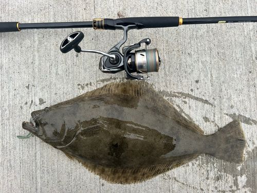 ヒラメの釣果