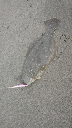 ヒラメの釣果