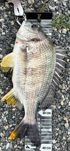 キビレの釣果