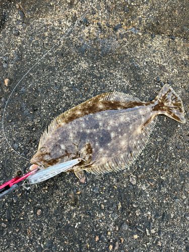 ソゲの釣果