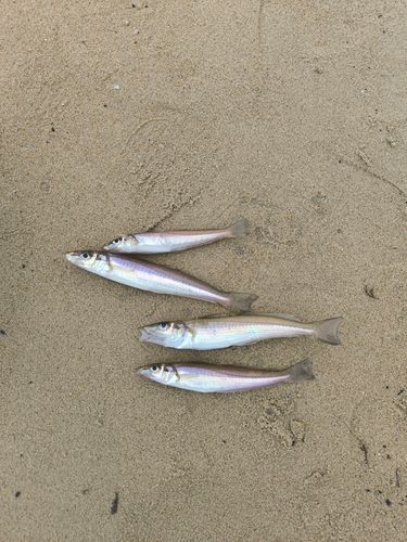 キスの釣果