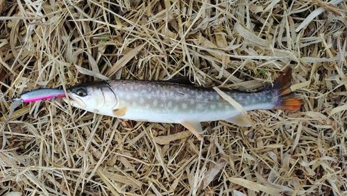 アメマスの釣果